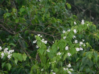 Common Jasmine