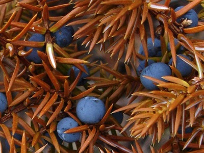Common juniper
