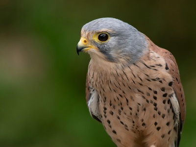 Common kestrel