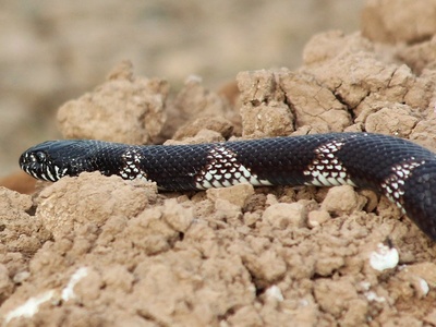 Common kingsnake
