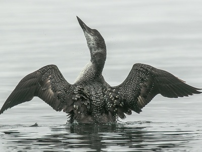 Common loon