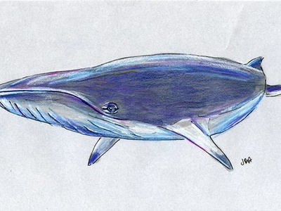 Common minke whale