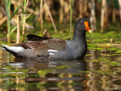 Common moorhen