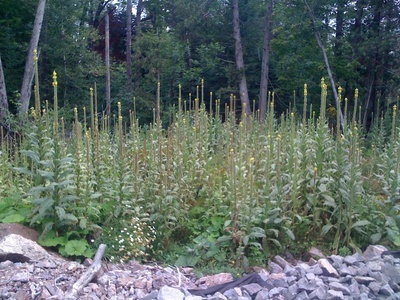 Common mullein