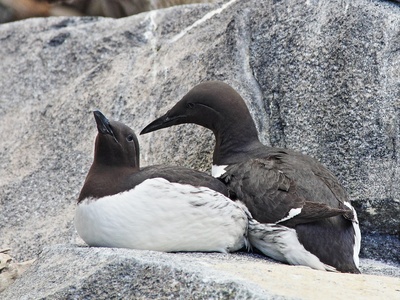 Common murre