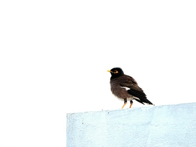 Common Myna