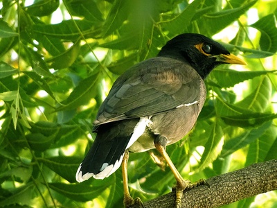Common myna