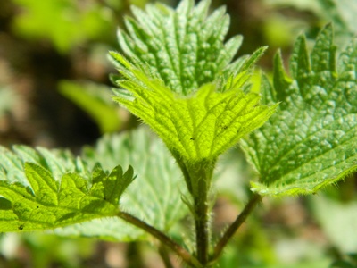 Common nettle