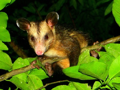 Common Opossum