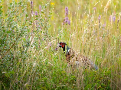 Common Pheasant
