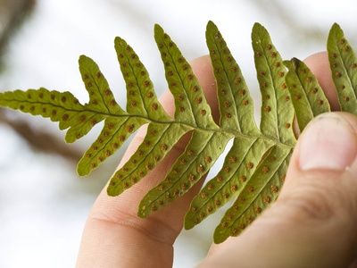 Common polypody