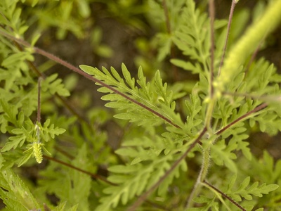 Common ragweed