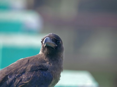 Common raven