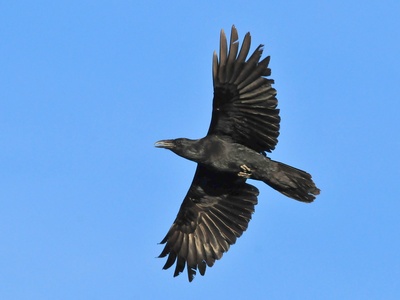 Common Raven