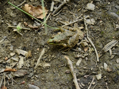 Common Shovelnose Frog