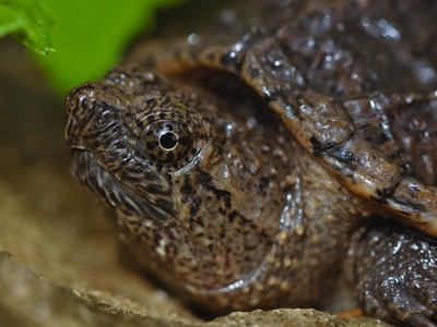 Common snapping turtle