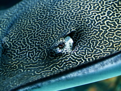 Common stingray