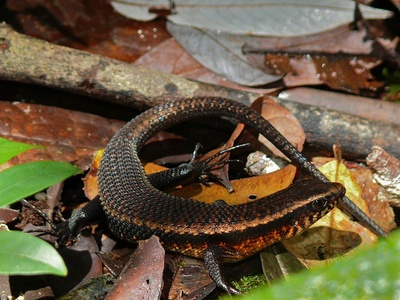 Common sun skink