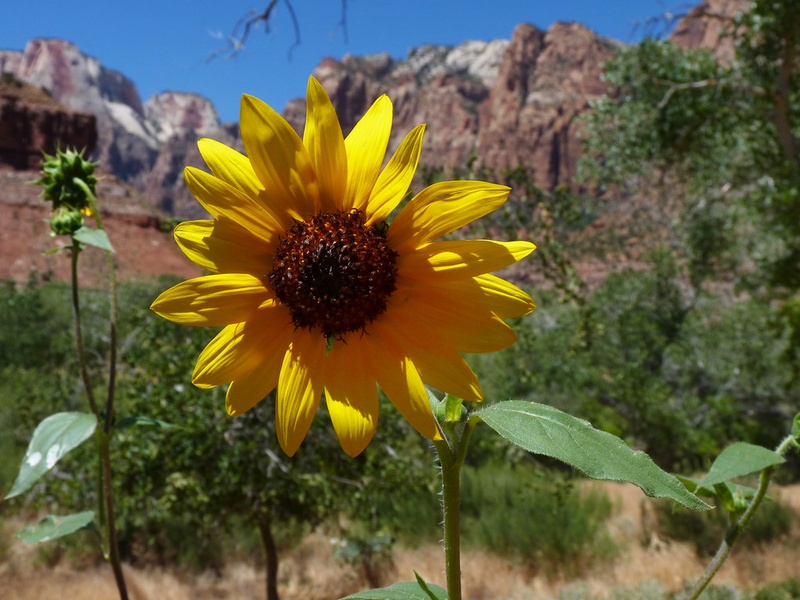 Wild Flower Example List of Wildflower Examples - Flora Fauna Fun
