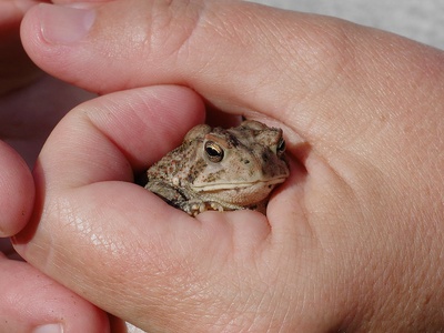 Common toad