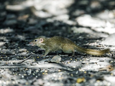 Common treeshrew