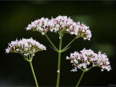 Common valerian