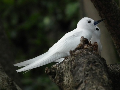 Common white tern