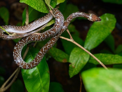 Common wolf snake