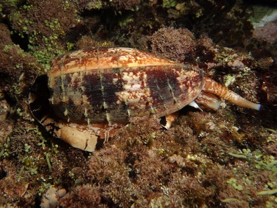 Cone snail (Geography cone)