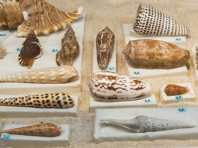 Cone snail (venomous)