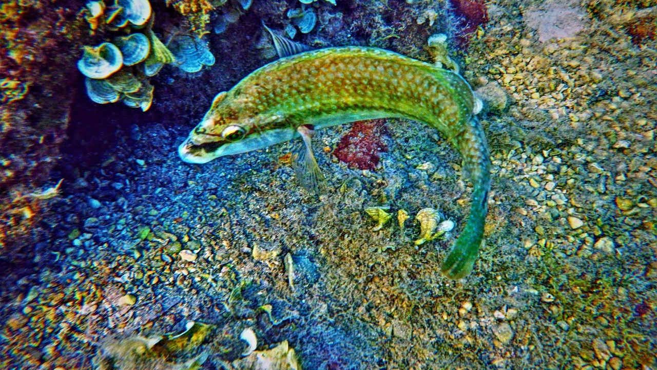 Short-snouted seahorse among seagrass blades in a shallow bay