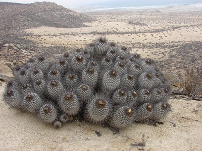 Copiapoa cactus