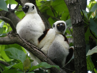Coquerel's sifaka