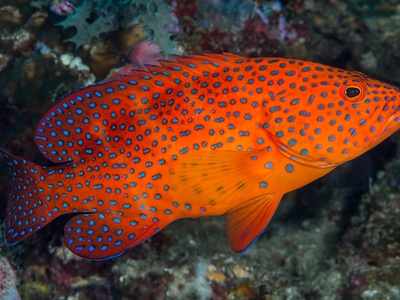 Coral Grouper (Coral Hind)