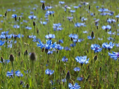 Cornflower