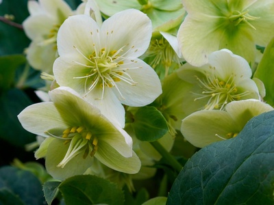 Corsican hellebore