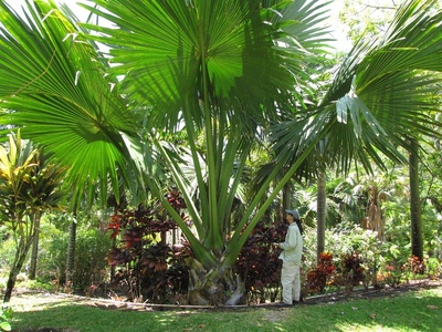 Corypha palm