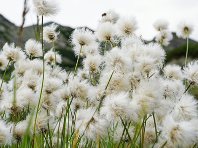 Cotton-grass