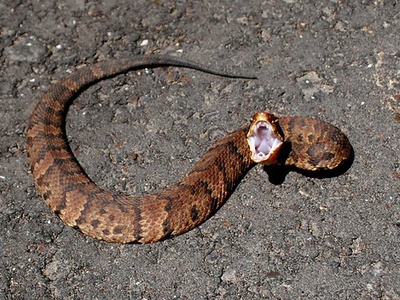 Cottonmouth (Water moccasin)