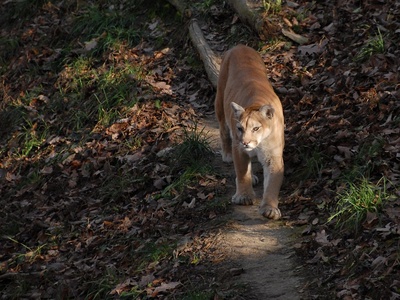 Cougar (puma)