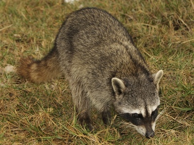Cozumel raccoon