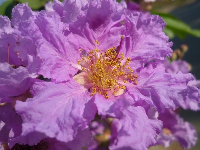 Crape myrtle