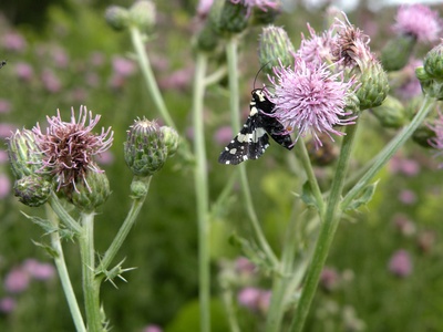 Creeping thistle (Canada thistle)