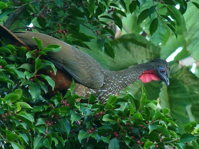 Crested Guan