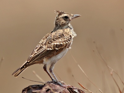Crested Lark