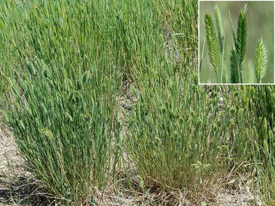 Crested wheatgrass