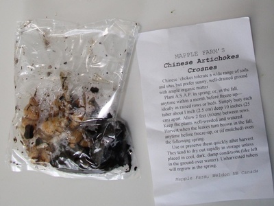 Crosne (Chinese artichoke)