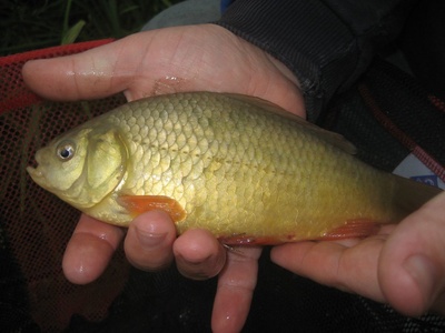 Crucian carp