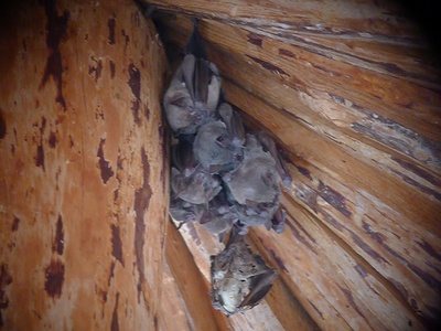 Cuban fruit-eating bat