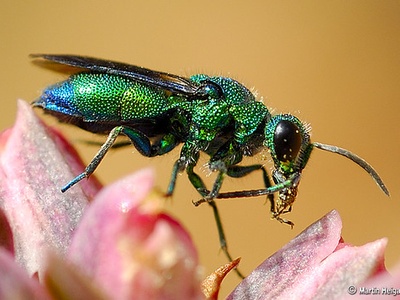 Cuckoo wasp
